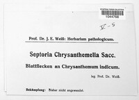 Septoria chrysanthemella image